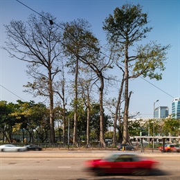 Kapok Trees (<em>Ceiba pentandra</em>) in the Victoria Park, adjacent to Causeway Road, are well-known for its size and distinctive red flowers. One of these tall trees (LCSD WCH/29) is 33.5m in height, being the tallest old and valuable tree in Hong Kong.